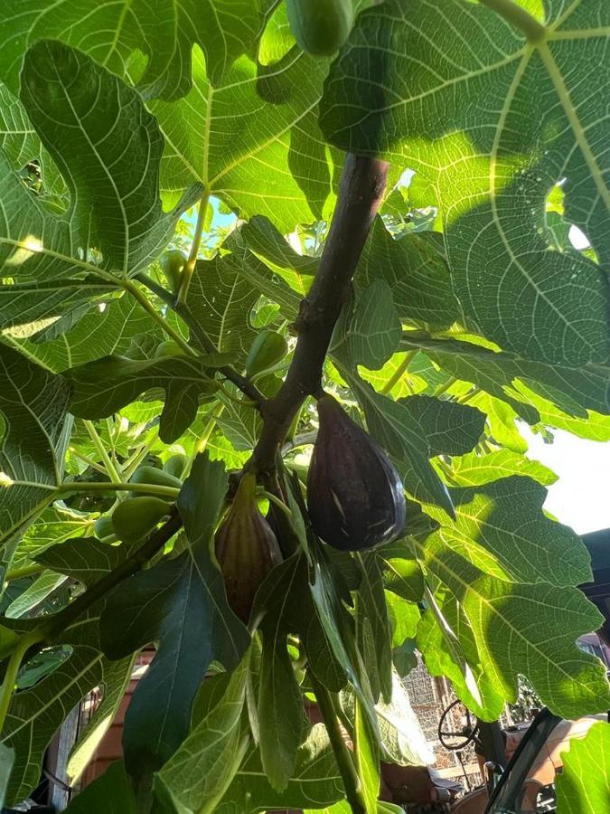 Agriturismo Il Giardino Degli Olivi Appartamenti Castiglione della Pescaia Extérieur photo