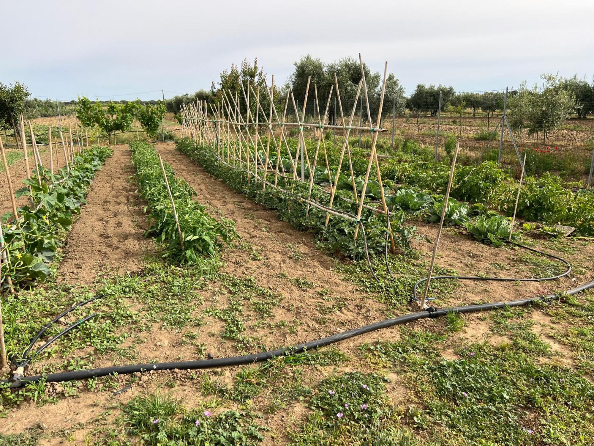 Agriturismo Il Giardino Degli Olivi Appartamenti Castiglione della Pescaia Extérieur photo