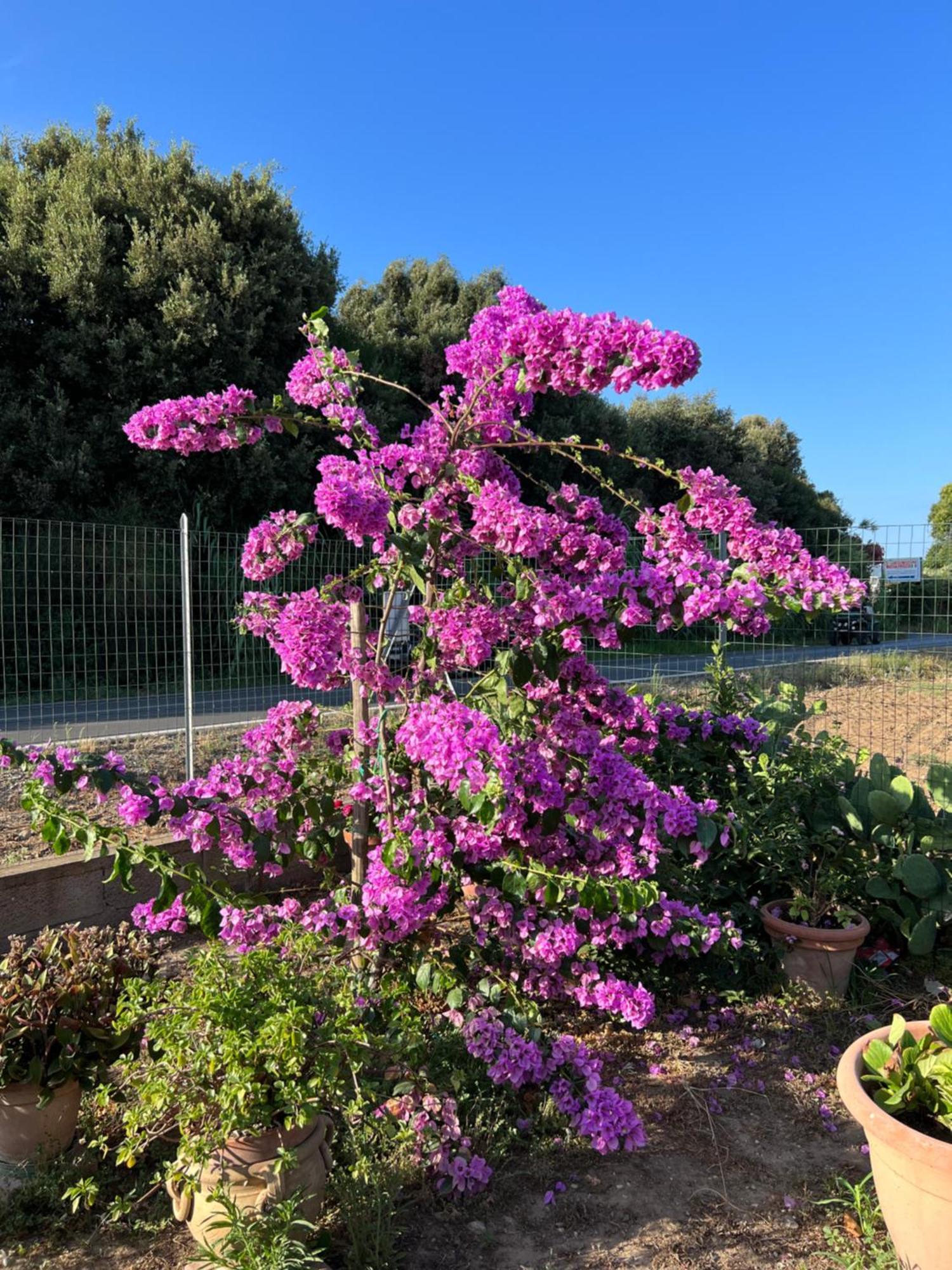 Agriturismo Il Giardino Degli Olivi Appartamenti Castiglione della Pescaia Extérieur photo